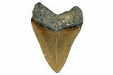 Serrated, Fossil Megalodon Tooth - North Carolina #274627-1